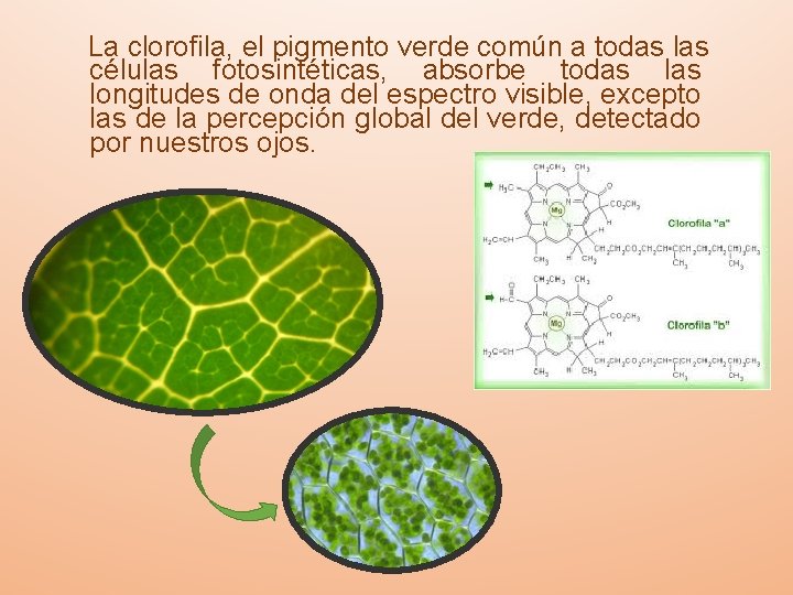  La clorofila, el pigmento verde común a todas las células fotosintéticas, absorbe todas