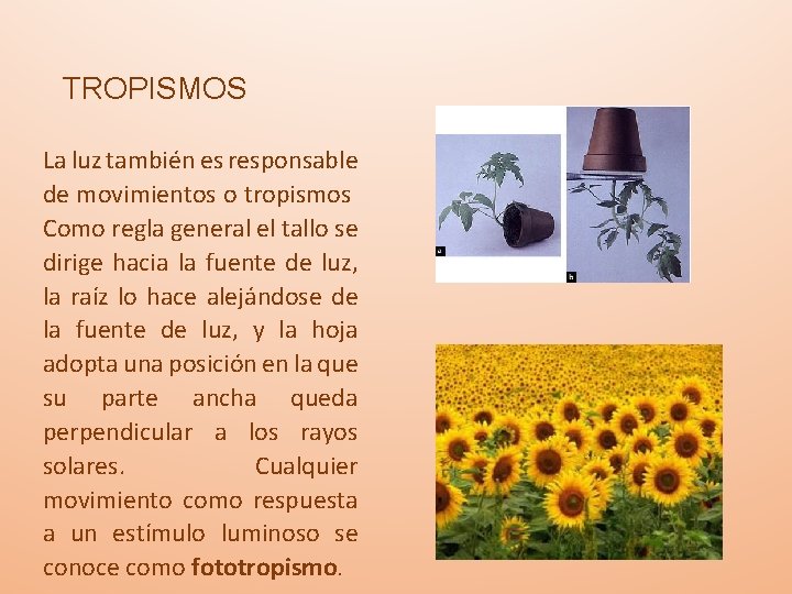 TROPISMOS La luz también es responsable de movimientos o tropismos Como regla general el