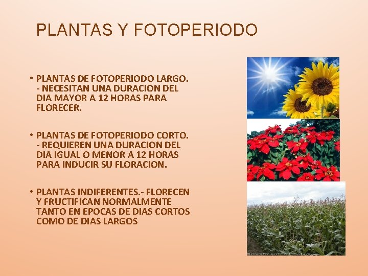 PLANTAS Y FOTOPERIODO • PLANTAS DE FOTOPERIODO LARGO. - NECESITAN UNA DURACION DEL DIA