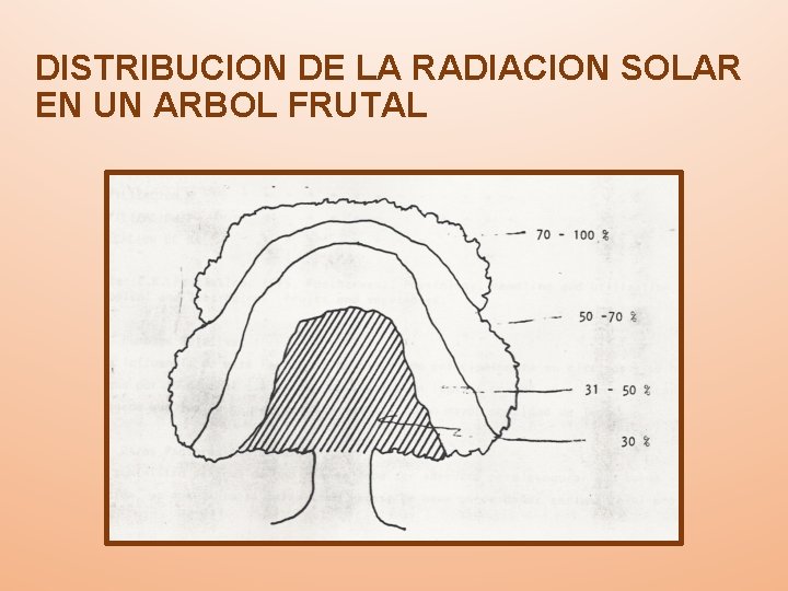 DISTRIBUCION DE LA RADIACION SOLAR EN UN ARBOL FRUTAL 