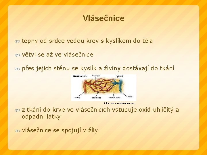 Vlásečnice tepny od srdce vedou krev s kyslíkem do těla větví se až ve