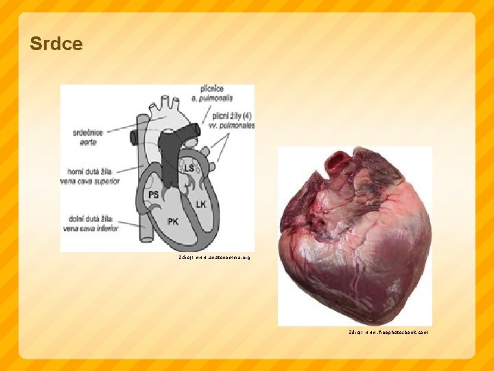 Srdce Zdroj: www. anatonomina. org Zdroj: www. freephotosbank. com 
