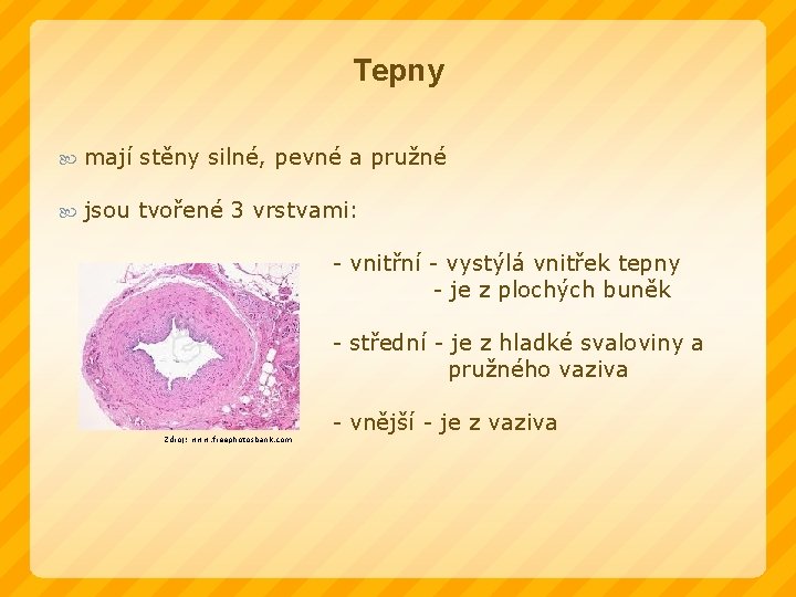Tepny mají stěny silné, pevné a pružné jsou tvořené 3 vrstvami: - vnitřní -