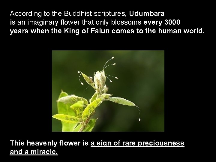 According to the Buddhist scriptures, Udumbara is an imaginary flower that only blossoms every
