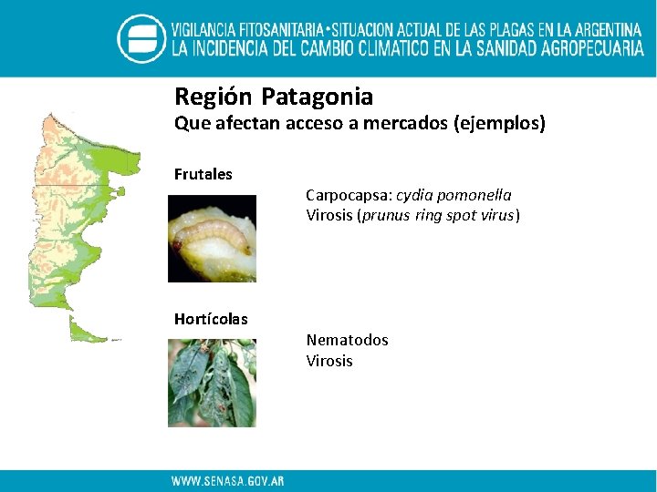 Región Patagonia Que afectan acceso a mercados (ejemplos) Frutales Hortícolas Carpocapsa: cydia pomonella Virosis