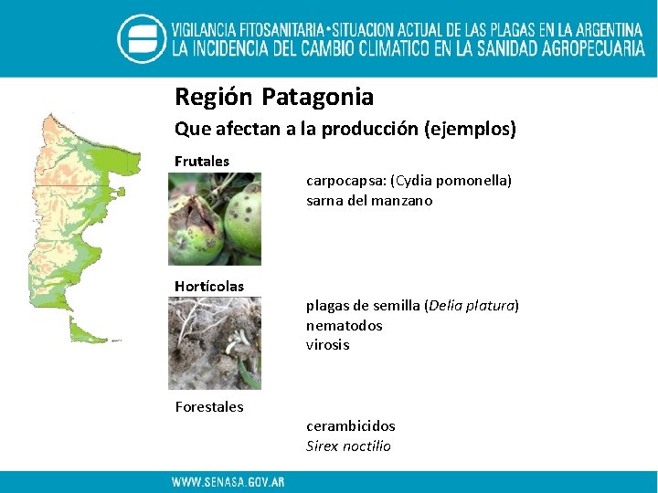 Región Patagonia Que afectan a la producción (ejemplos) Frutales Hortícolas Forestales carpocapsa: (Cydia pomonella)