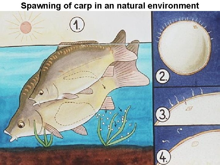 Spawning of carp in an natural environment 