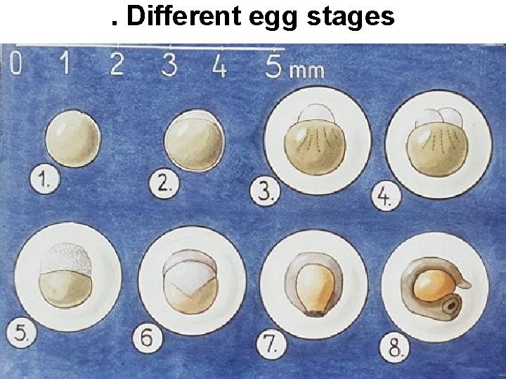 . Different egg stages 