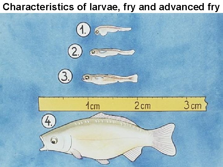 Characteristics of larvae, fry and advanced fry 