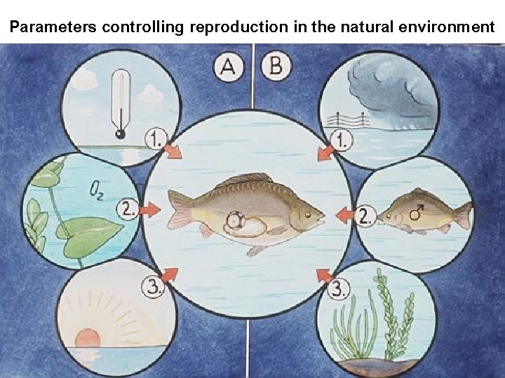 Parameters controlling reproduction in the natural environment 