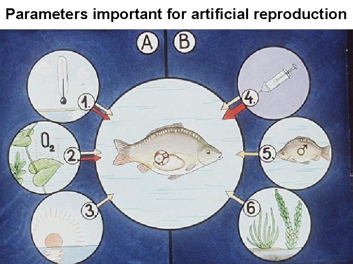 Parameters important for artificial reproduction 
