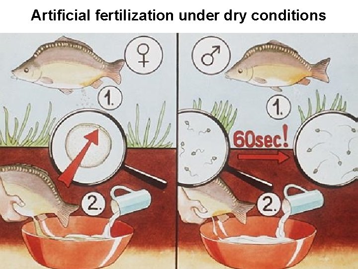 Artificial fertilization under dry conditions 