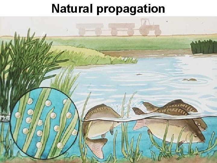 Natural propagation 