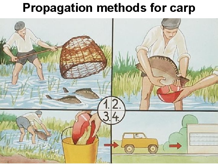 Propagation methods for carp 