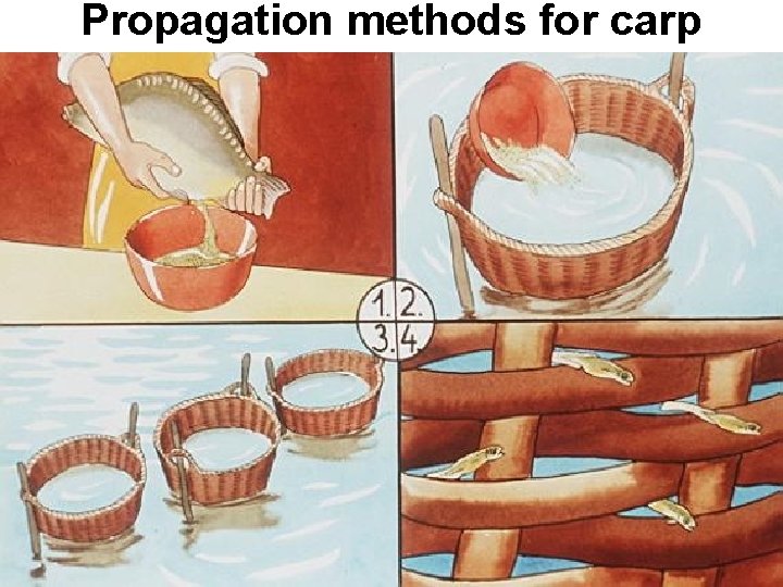 Propagation methods for carp 