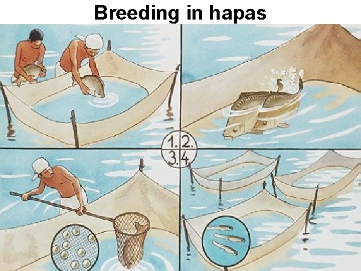 Breeding in hapas 