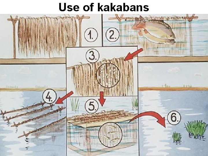 Use of kakabans 