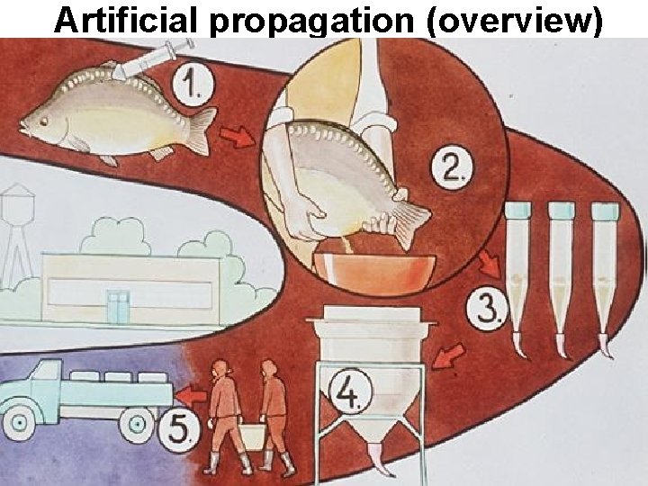 Artificial propagation (overview) 