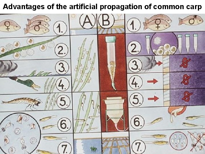 Advantages of the artificial propagation of common carp 