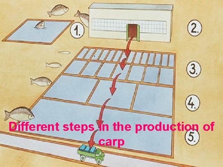 Different steps in the production of carp 