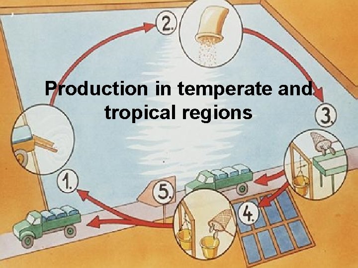 Production in temperate and tropical regions 
