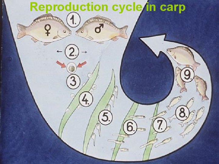 Reproduction cycle in carp 