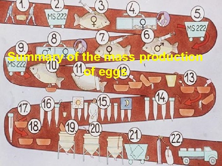 Summary of the mass production of eggs 