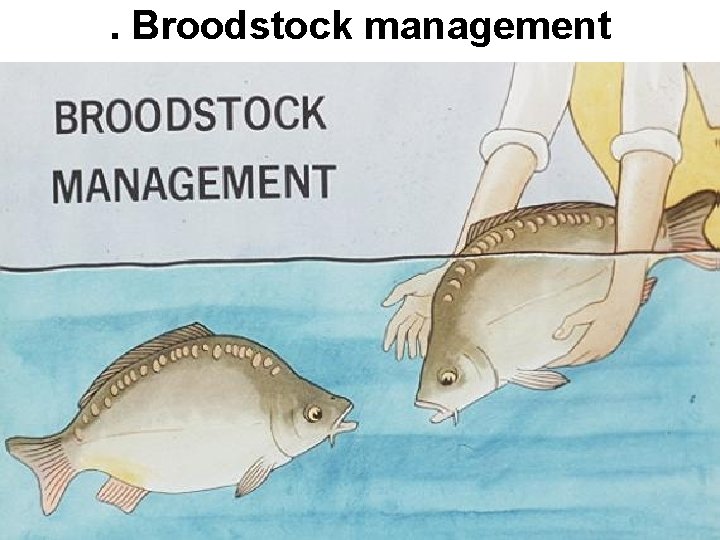 . Broodstock management 