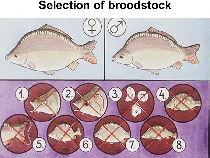 Selection of broodstock 