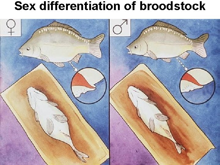 Sex differentiation of broodstock 