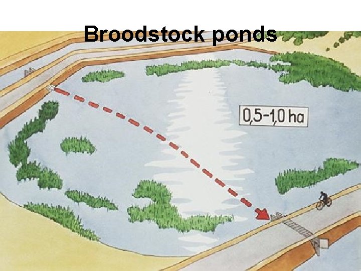 Broodstock ponds 
