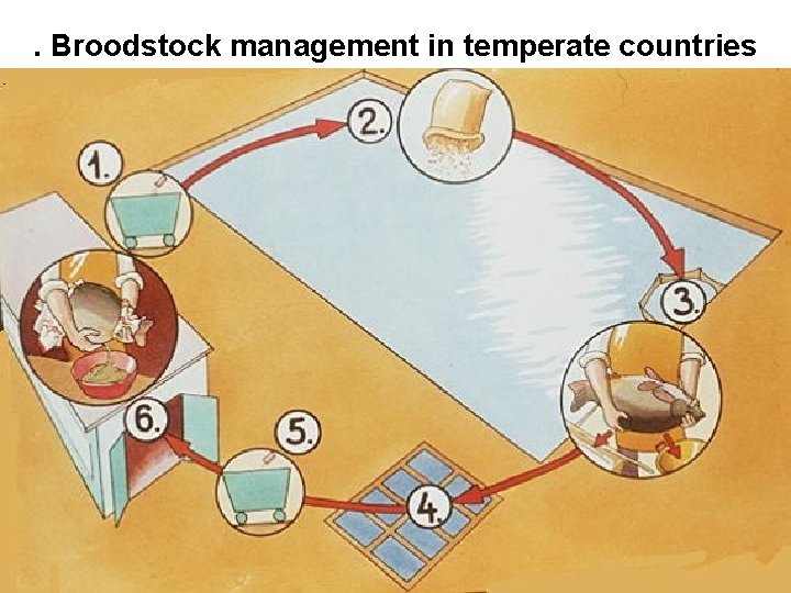 . Broodstock management in temperate countries 