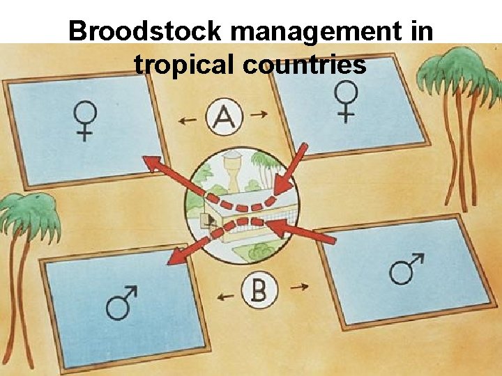 Broodstock management in tropical countries 