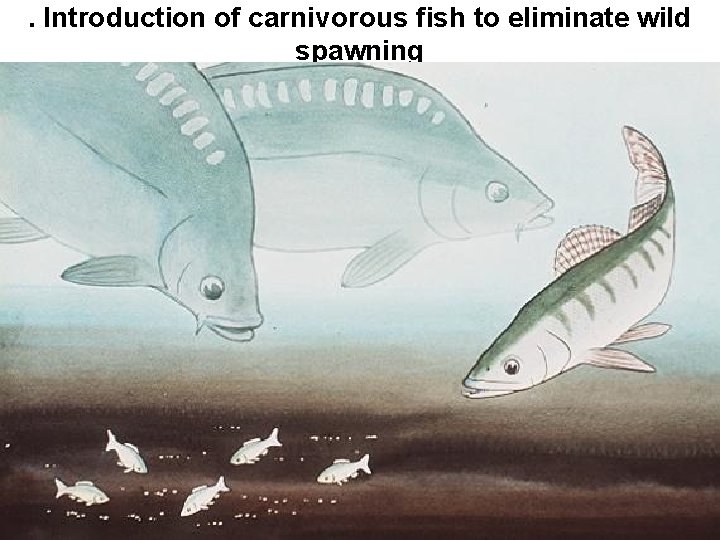 . Introduction of carnivorous fish to eliminate wild spawning 
