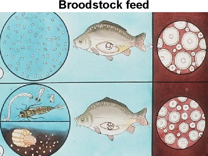 Broodstock feed 