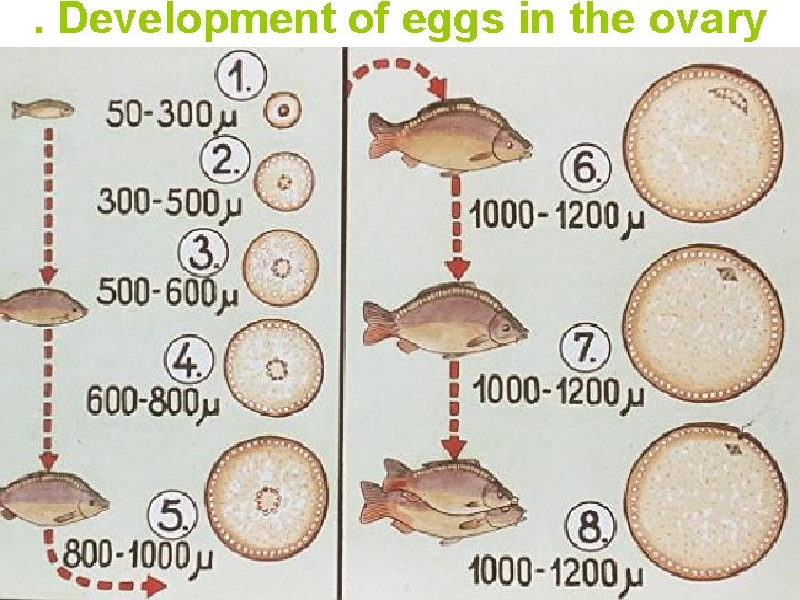 . Development of eggs in the ovary 