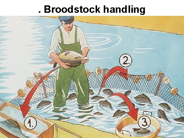 . Broodstock handling 