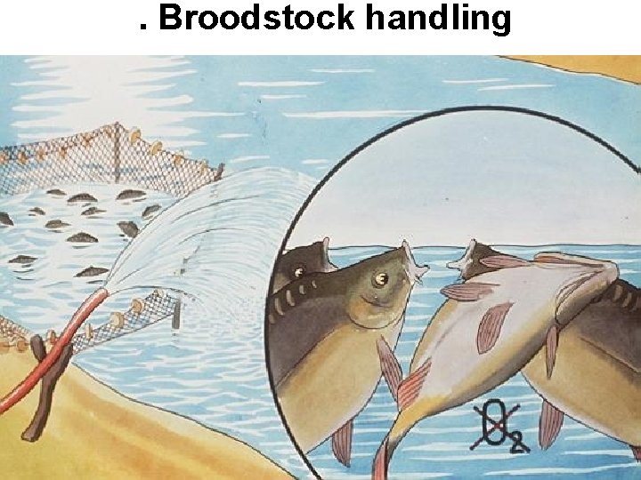 . Broodstock handling 