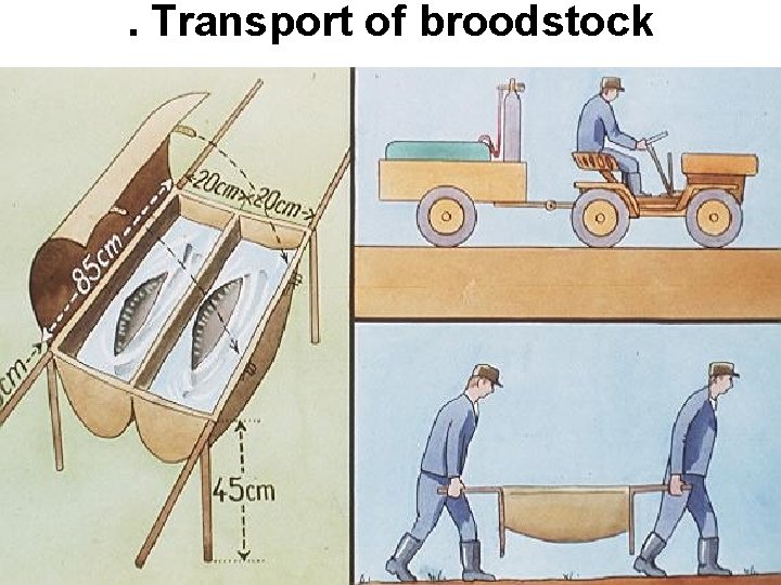 . Transport of broodstock 