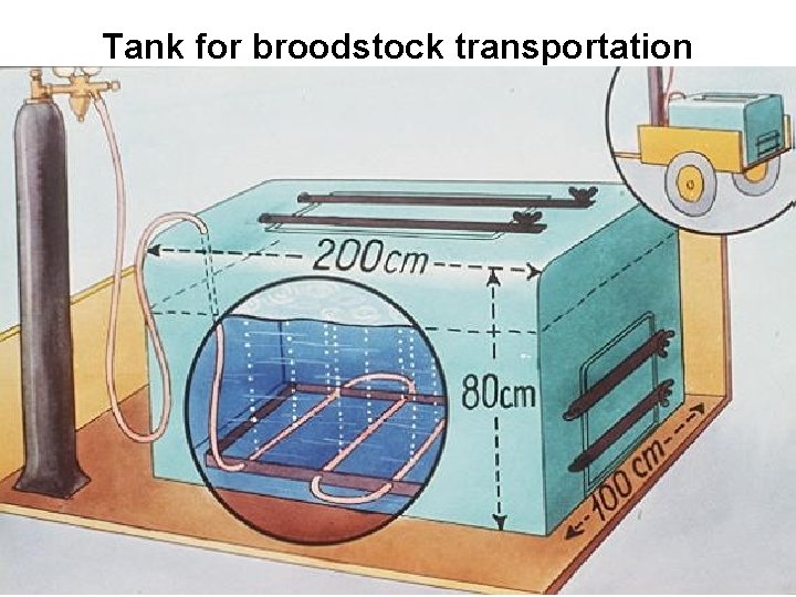 Tank for broodstock transportation 