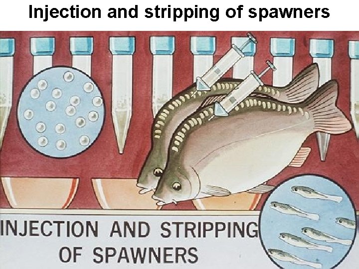 Injection and stripping of spawners 