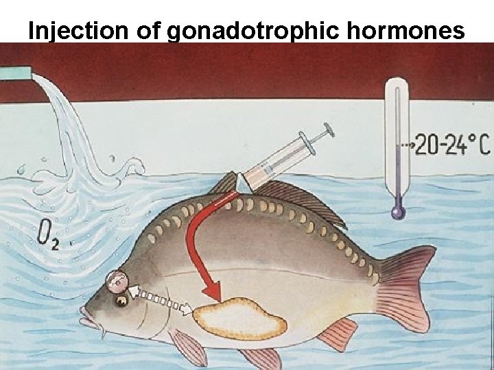 Injection of gonadotrophic hormones 