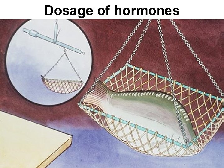 Dosage of hormones 