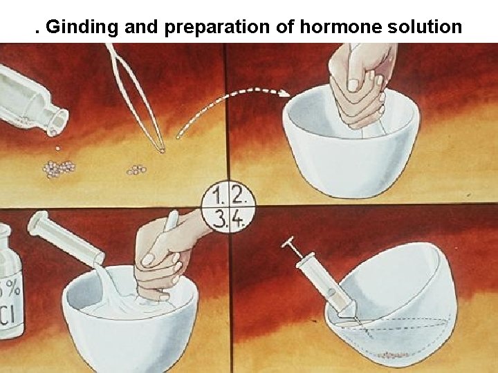. Ginding and preparation of hormone solution 