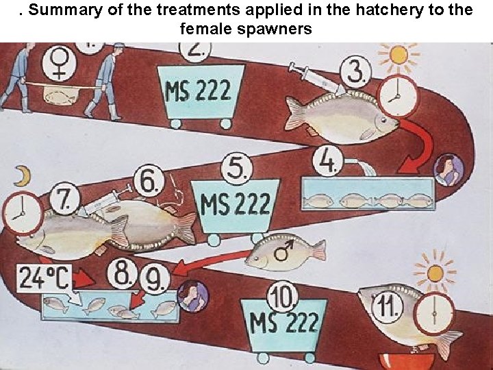 . Summary of the treatments applied in the hatchery to the female spawners 