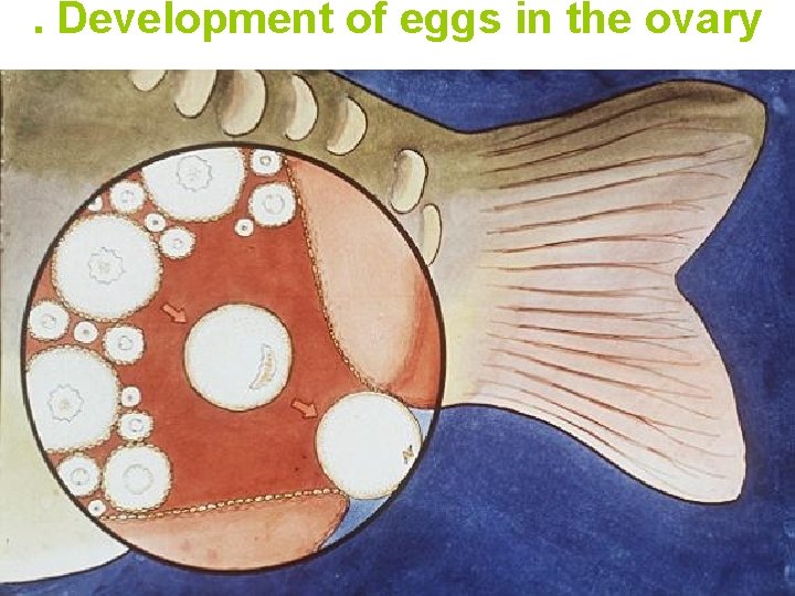 . Development of eggs in the ovary 