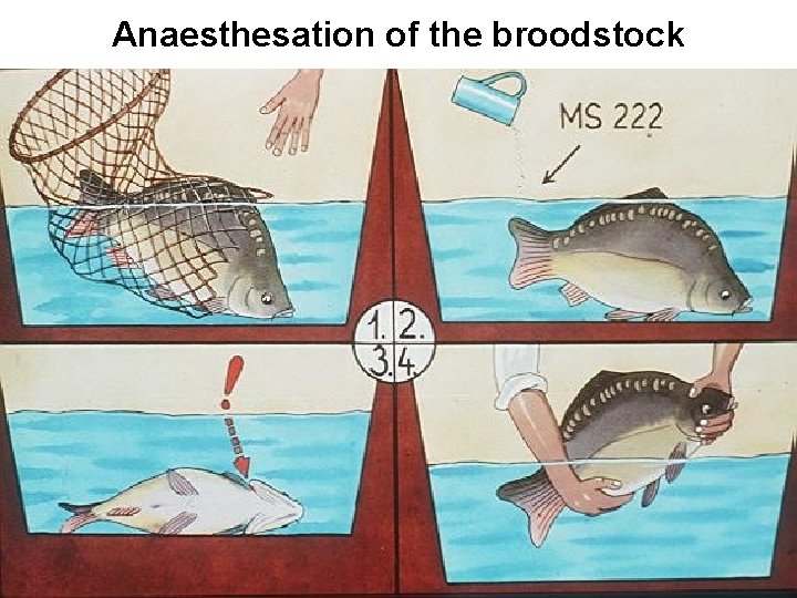 Anaesthesation of the broodstock 