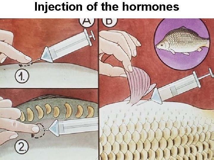 Injection of the hormones 