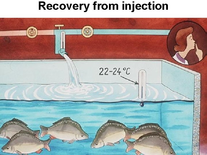 Recovery from injection 
