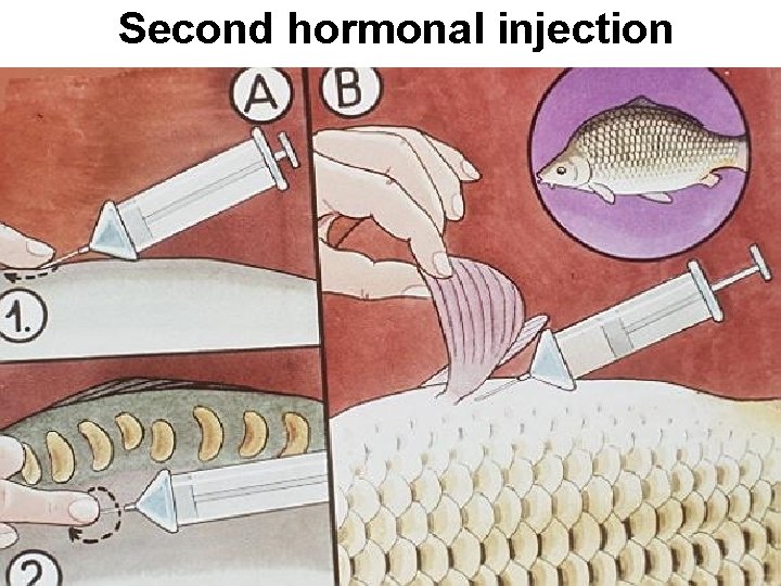 Second hormonal injection 